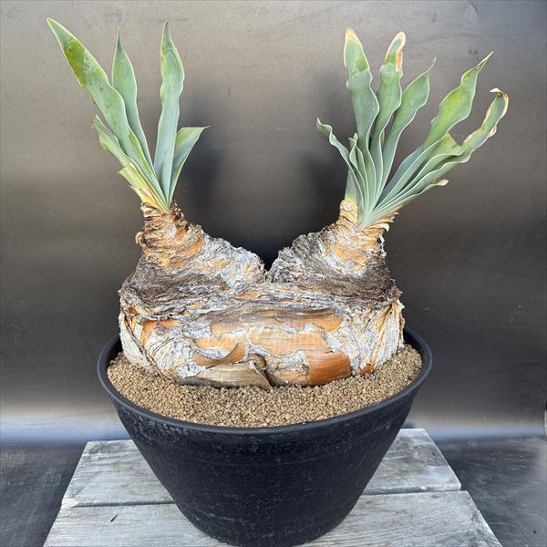 ブーファン　ハエマンソイデス　２月27日まで特価 ☆特価☆コーデックス：ブーファン ハエマンソイデス ダブルヘッド 発