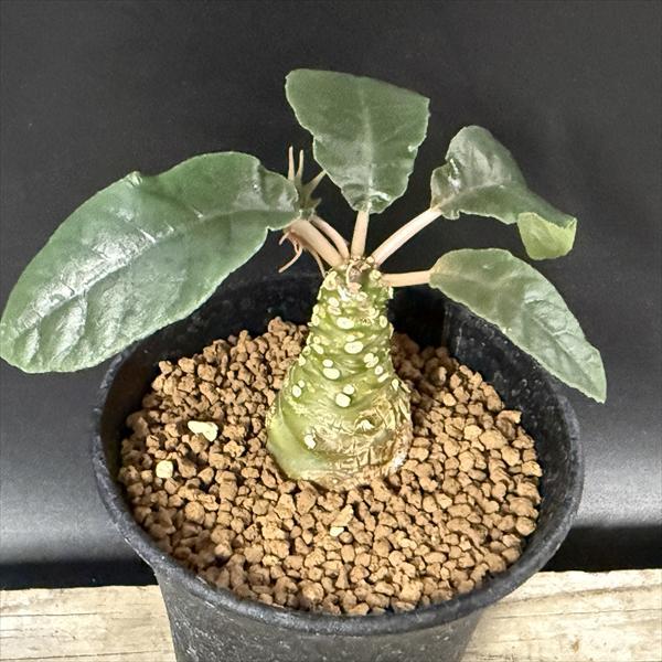 コーデックス：ドルステニア フォエチダ*塊根幅3cm 現品！一品限り