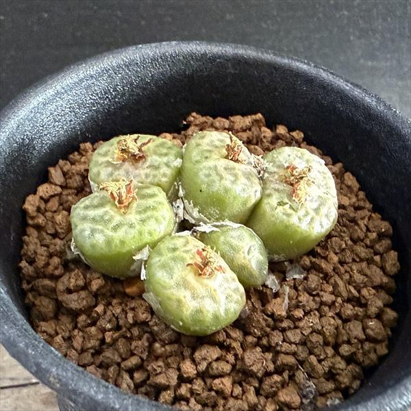 tetragonum DT7778 コノフィツム　テトラゴナム 多肉植物：コノフィツム アンゲリカエ テトラゴナム*全幅4cm 現品
