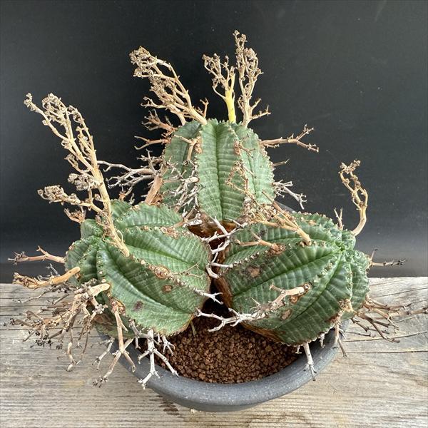 コーデックス：ユーフォルビア バリダ 3頭立て*全幅22cm 現品！一品