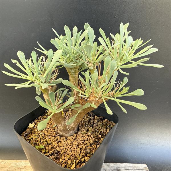 オトンナ ユーフォルビオイデス トリプリネルビア スティンコフ 14本セット コーデックス：オトンナ ユーフォルビオイデス 実生*葉幅14cm 現品