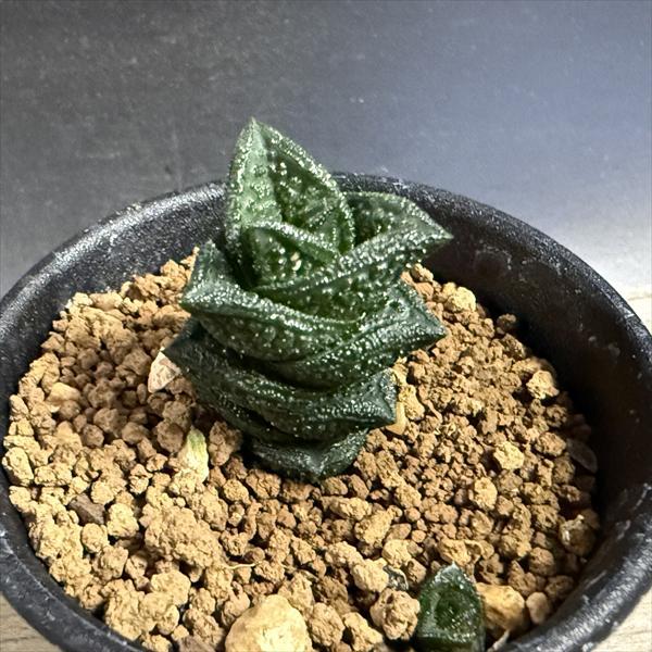 多肉植物：ハオルチア ニグラno.1 特丸葉ダルマタイプ*幅2cm 現品