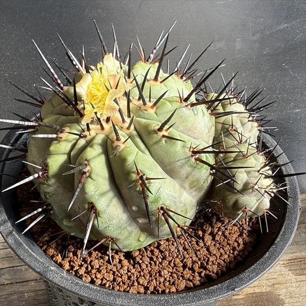 サボテン：コピアポア 黒王丸 ツギ*幅11cm 現品！一品限り : 遊恵盆栽