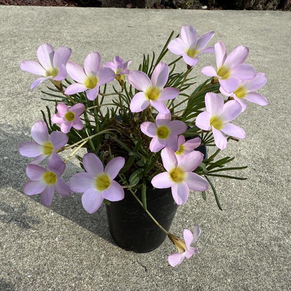球根植物：オキザリス*ピンク花 L : 遊恵盆栽 Yahoo!店 - 通販 - Yahoo