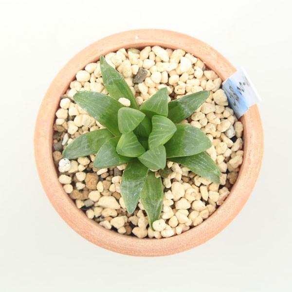 多肉植物：ハオルチア 姫寿*5cm 現品 一品限り : 遊恵盆栽