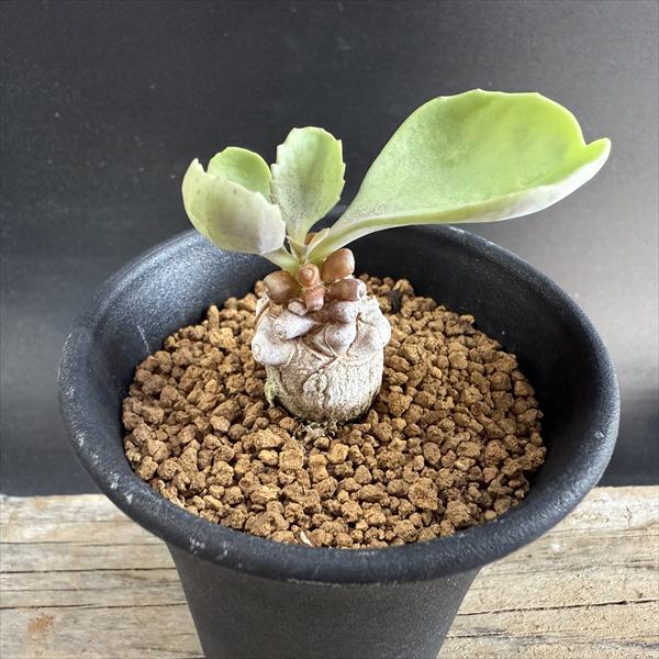 コーデックス：オトンナ アルミアナ 実生*幹幅2cm 現品！一品限り