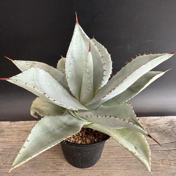 アガベ ドラゴントゥース　子株付き アガベ ドラゴントゥース 子株付き