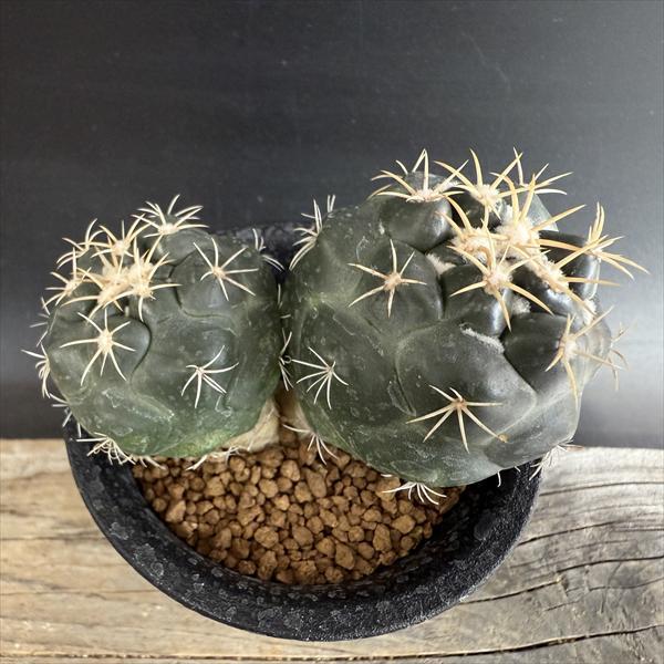 サボテン：コリファンタ 象牙丸 ダブルヘッド 実生*幅8.5cm 現品！一品