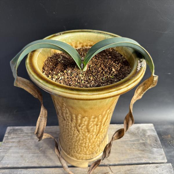 多肉植物：ウェルウィッチア ミラビス 奇想天外 実生 陶器鉢*幅28cm