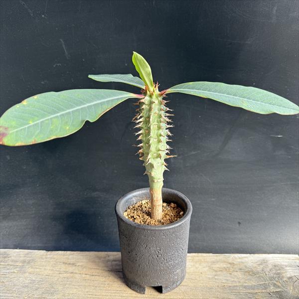 ☆特価☆多肉植物：ユーフォルビア 噴火竜 信楽焼鉢*葉幅24cm : 遊恵