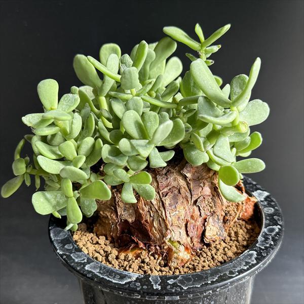 コーデックス：ケラリア ピグマエア 大株 発根済*葉幅15cm 現品