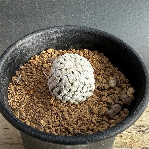 サボテン：ツルビニカルプス スーパーバラ丸*幅2cm : 遊恵盆栽 Yahoo
