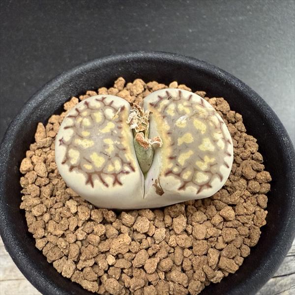 多肉植物：リトープス フスカスフォーム*幅3cm : 遊恵盆栽 Yahoo!店