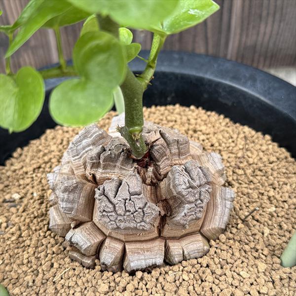 ☆特価☆コーデックス：アフリカ亀甲竜*塊根幅9cm 現品！一品限り