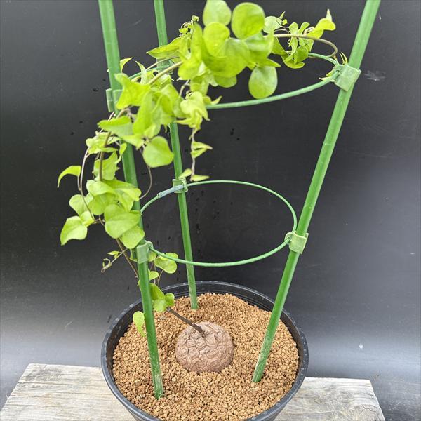 ☆特価☆コーデックス：アフリカ亀甲竜*塊根幅6cm 現品！一品限り