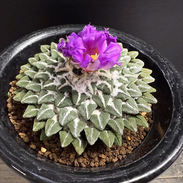 ☆特価☆サボテン：アリオカルプス 大疣黒牡丹 実生*幅9cm 現品 一品