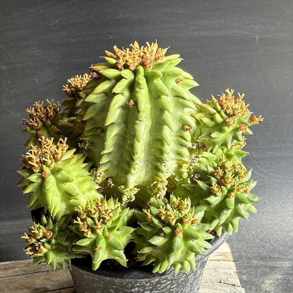 ☆特価☆多肉植物：ユーフォルビア スザンナエ 瑠璃晃*M 幅8cm
