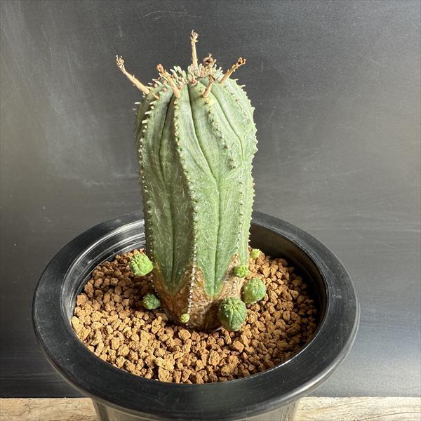 多肉植物：ユーフォルビア オベサhyb.*M 幅4cm : 遊恵盆栽 Yahoo!店