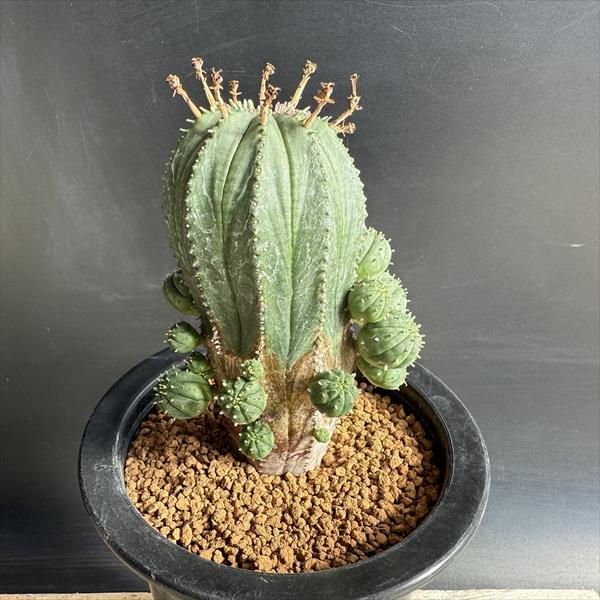 多肉植物：ユーフォルビア オベサhyb.*L 幅7cm : 遊恵盆栽 Yahoo!店