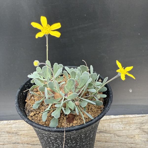 ☆特価☆コーデックス：オトンナ カカリオイデス*塊根幅5cm 現品