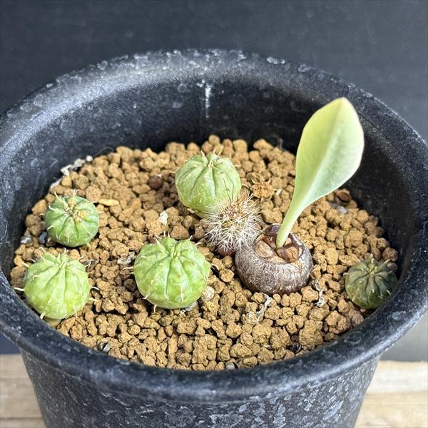 激レア 斑入り ユーフォルビア 鉄甲丸 _1 激レア 斑入り ユーフォルビア 鉄甲丸 _1