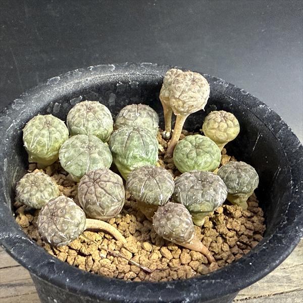 ☆特価☆多肉植物：ユーフォルビア オベサ 1鉢 16個入り*幅1cm前後
