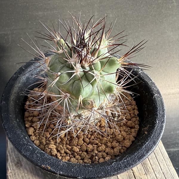 サボテン：ギムノカクタス 黒槍丸*幅3.5cm 現品！一品限り : 遊恵盆栽