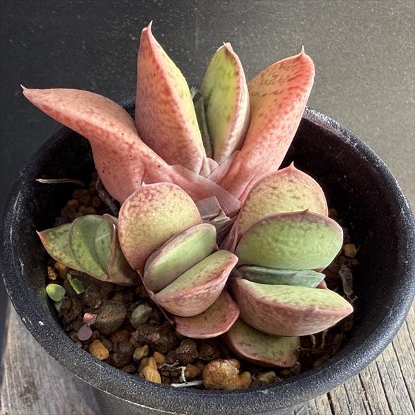 ロウルサンコさんラベル付き☆多肉植物 ガステリア属 臥牛十兵衛 多肉植物：ガステリア 達磨臥牛（だるまがぎゅう）*幅5.5cm : 遊恵