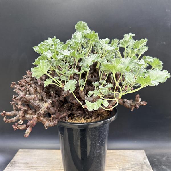 ペラルゴニウム　ミラビレ　発根済 ☆特価☆コーデックス：ペラルゴニウム ミラビレ 発根済*幅33cm 現品