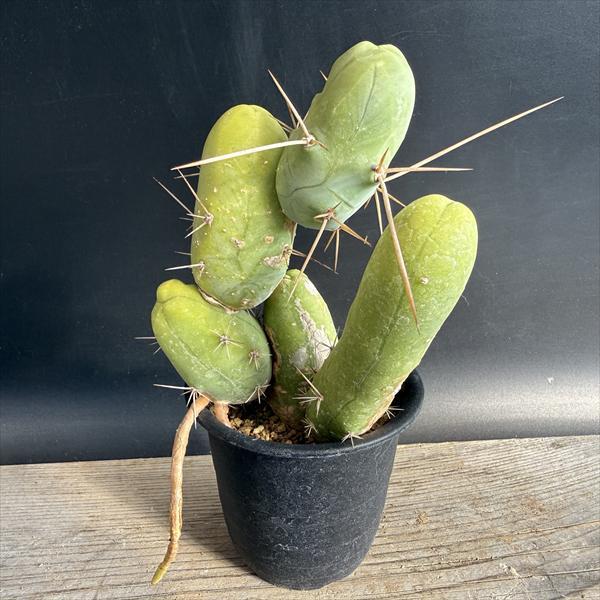 サボテン：トリコケレウス 珍宝閣 なるほど柱*幅11cm 現品！一品限り