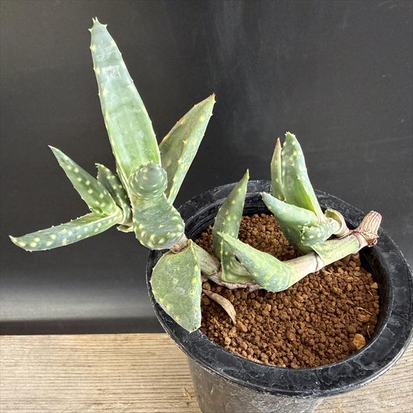 多肉植物：アロエ アレニコラ*幅14cm 現品！一品限り : 遊恵盆栽