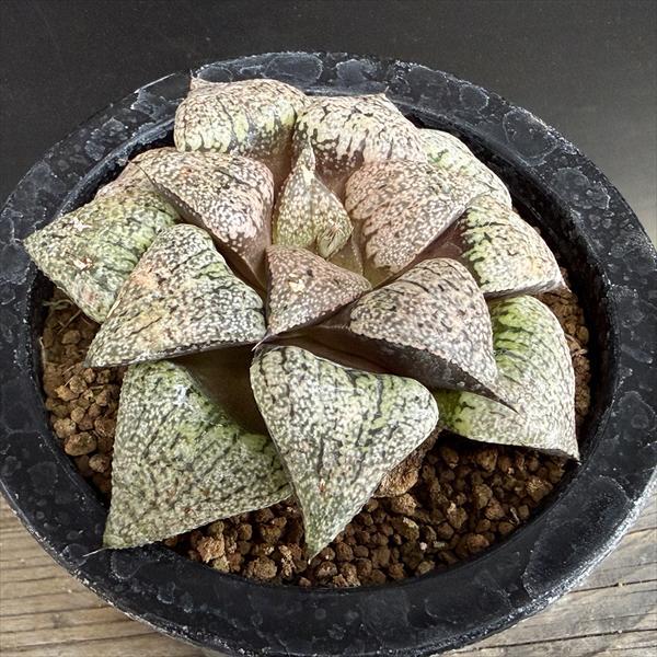 多肉植物：ハオルチア 関西系モザイクピクタ*幅9.5cm 現品！一品限り