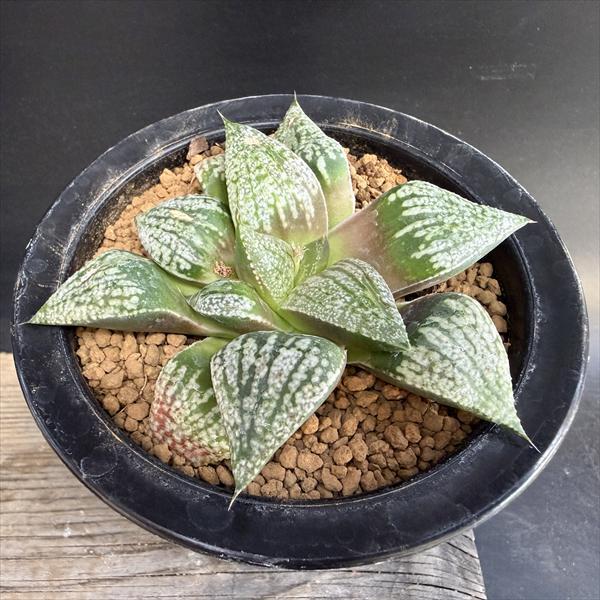 多肉植物：ハオルチア モザイクピクタ*幅10cm 現品！一品限り : 遊恵