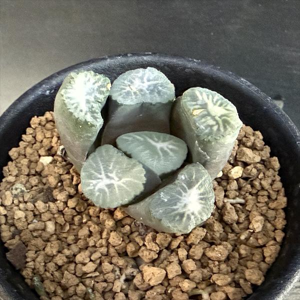 多肉植物：ハオルチア 金子氏 巨大稲妻万象*幅3.5cm 現品！一品限り