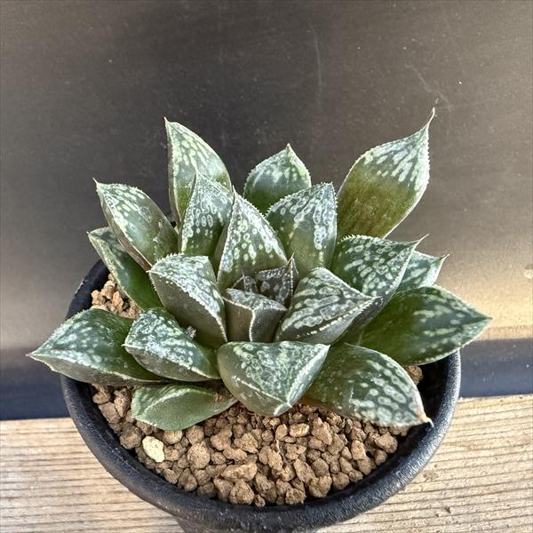 多肉植物：ハオルチア 新古都姫*幅7.5cm 現品！一品限り : 遊恵盆栽