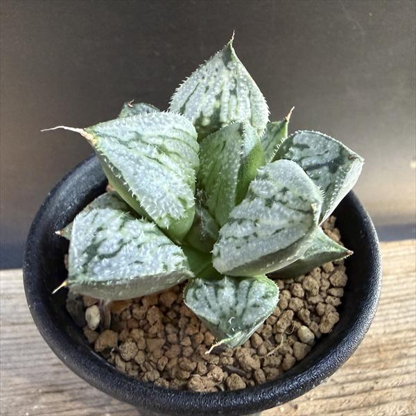 多肉植物：ハオルチア 京の恋*幅5.5cm 現品！一品限り : 遊恵盆栽