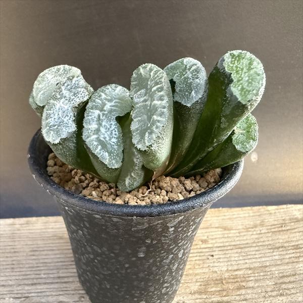 多肉植物：ハオルチア 玉扇 縄文青い影*S 幅7cm : 遊恵盆栽 Yahoo!店