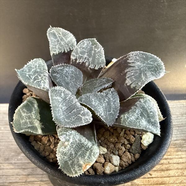 多肉植物：ハオルチア ウィミーhyb.*S 幅6.5cm : 遊恵盆栽 Yahoo!店