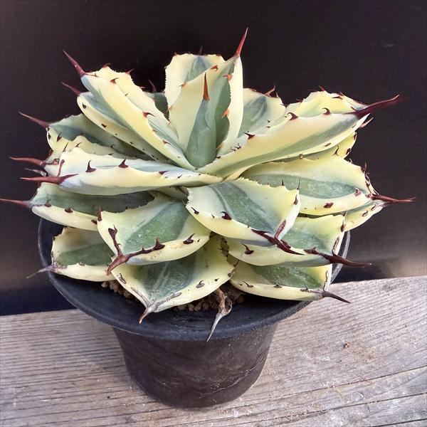 アガベ スーパークラウン　吉祥冠錦 多肉植物：アガベ 吉祥冠錦 スーパークラウン 信楽焼鉢*幅15cm 現品