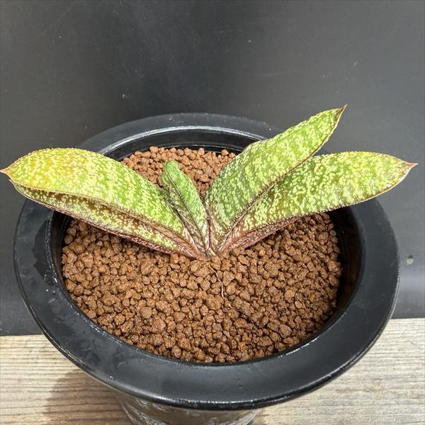 多肉植物：ガステリア バテシアナ ドロミチカ*幅11cm 現品！一品限り