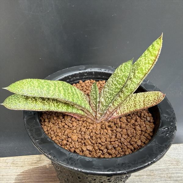 多肉植物：ガステリア バテシアナ ドロミチカ*幅11cm 現品！一品限り