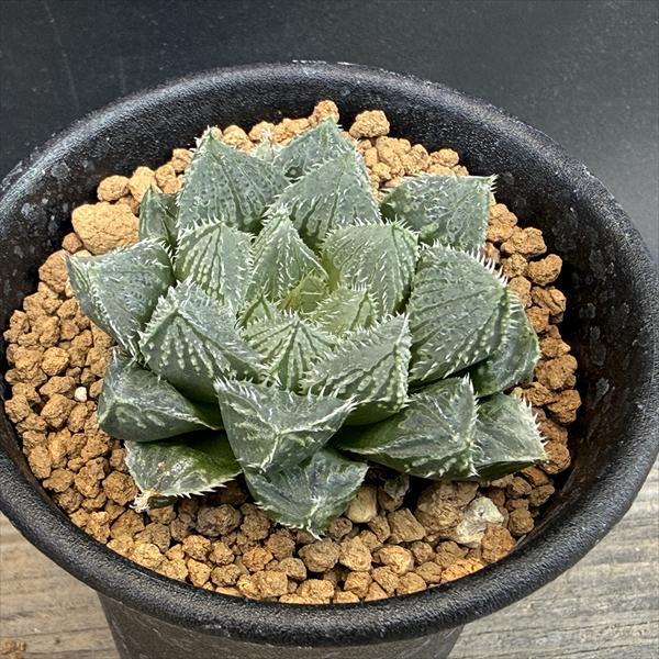 多肉植物：ハオルチア 初夢殿*幅5cm : 遊恵盆栽 Yahoo!店 - 通販