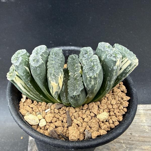 ☆特価☆多肉植物：ハオルチア 玉扇錦*幅7cm 現品！一品限り : 遊恵