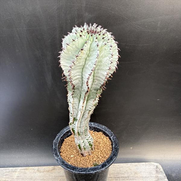 多肉植物：ユーフォルビア ポリゴナ*幅5cm : 遊恵盆栽 Yahoo!店