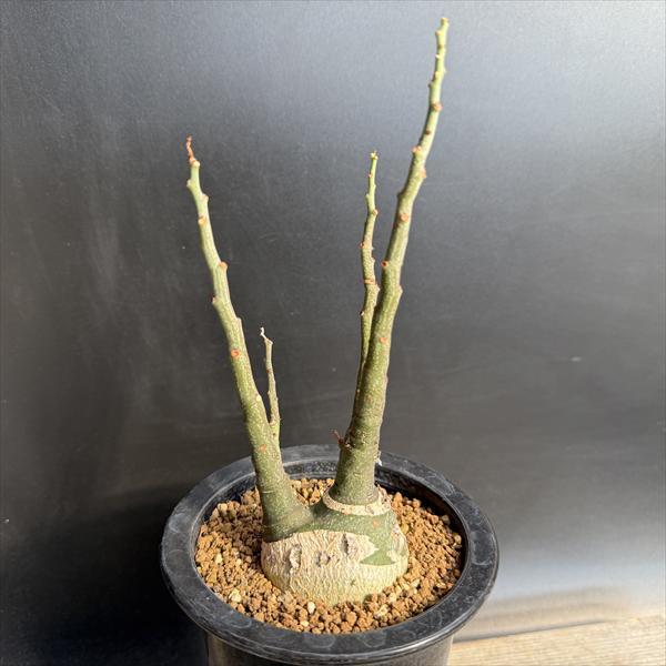 コーデックス：アデニア グラウカ 実生*塊根幅5cm 現品！一品限り