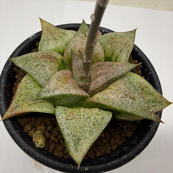 多肉植物：ハオルチア 特大型白銀ピクタ*幅7cm 現品！一品限り