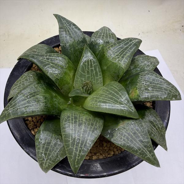 多肉植物：ハオルチア ジパング*幅12cm 現品！一品限り : 遊恵盆栽