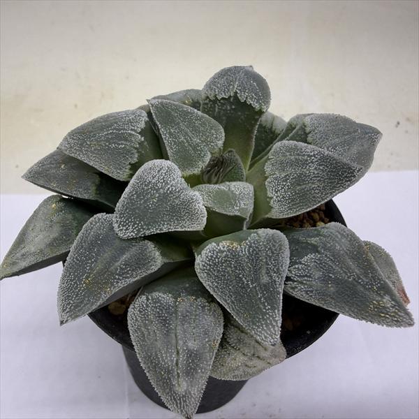 多肉植物：ハオルチア ピグマエア*幅9.5cm 現品！一品限り : 遊恵