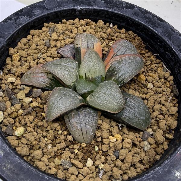 多肉植物：ハオルチア スプリング交配種錦 紫麗錦*幅6.5cm 現品