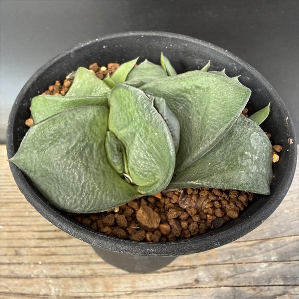 メルカリ便発送&ロウルサンコさんラベル付き☆多肉植物 ガステリア 臥牛 王頭 多肉植物：ガステリア 臥牛*幅7cm 現品！一品限り 現品！一品限り